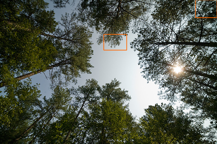trees
